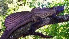 Tiesitkö, että maapallolla on todella olemassa 'lohikäärmeitä'?