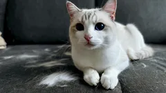 Ilman imuria ja tarrarullaa: nokkela niksi pitää huonekalut puhtaina kissankarvoista