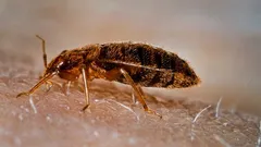 Mitä luteet pelkäävät? Tutkijat paljastivat niiden suurimman pelon