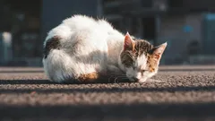 Ovatko kodittomat kissat kiitollisia, kun otat ne kotiisi?