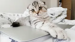 Näin opetat kissan pois keittiön pöydältä: 5 toimivaa keinoa