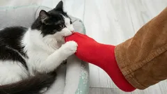 Miksi kissat rakastavat omistajiensa jalkojen puremista?