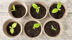 Miten nopeuttaa siementen itämistä: 4 keinoa uskomattomaan satoon