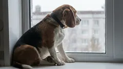 Valitseeko koira yhden lempiomistajan koko loppuiäkseen?