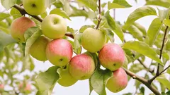 Mitä kokeneet mökkipuutarhurit istuttavat useimmiten omenapuun alle: satoa lisäävät kasvit