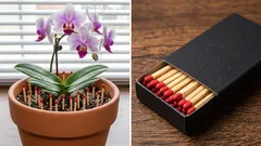 Miksi tulitikkuja työnnetään ruukkukasveihin ja auttaako se oikeasti?