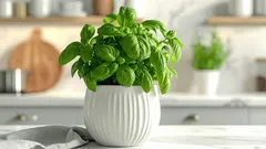 Kuinka saada basilika kasvamaan paremmin kotitempulla