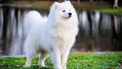 Kahdeksan harvinaista ja maailman kalleinta koirarotua: ominaisuuksia ja kiinnostavia faktoja