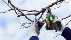 Mitkä kasvit on leikattava ennen kevättä, jotta et menetä satoa kesällä: ajankohdat ja leikkausohjeet