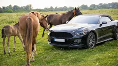 Mielenkiintoinen fakta: miksi moottorin teho mitataan hevosvoimissa