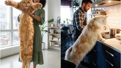 Lemmikkien jättiläiset: Suurimmat kissarodut, joita voi pitää kotona, ja niiden erityispiirteet