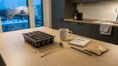 Tomaatin kylvö 2026 Suomessa: oikeat viikot, lämpötilat ja vihjeet istutusvalmiista taimesta