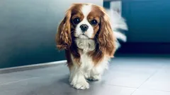 Kuusi laiskaa koirarotua niille, jotka rakastavat hiljaisuutta ja rauhaa.