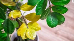 Zamiokulkasin lehdet kellastuvat: 8 syytä ja mitä voit tehdä pelastaaksesi kasvin