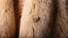 Koi katoaa kodistasi lopullisesti: muista kolme hajua, joita tuholainen pelkää