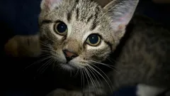 Tiedätkö, mitä kissasi tekee suojellakseen sinua ja kotiasi?