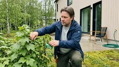 Miksi herukkaa ei aina kannata leikata keväällä – ajoitus, joka säästää pensaan