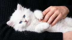 Kymmenen syytä, miksi sinun kannattaa hankkia kissa