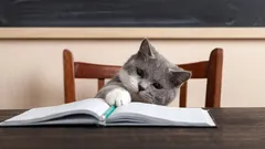 Kuinka älykkäitä kissat oikeasti ovat ja mitä ne pystyvät havaitsemaan?