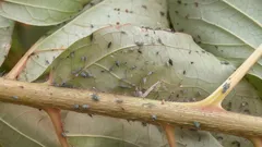 Kirvoista ei jää jälkeäkään: kirjoita muistiin tämän ruiskutettavan saippualiuoksen koostumus