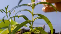 Kirvat huonekasveissa: miksi ne ovat vaarallisia, tartunnan merkit ja miten niistä pääsee eroon – 5 tapaa