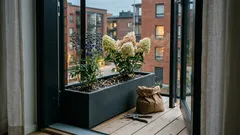 Kun ruusut vievät aikaa: 3 monivuotista, joilla saat pitkän kukinnan vähemmällä vaivalla