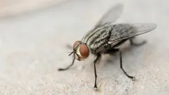 Ei enää kärpäsiä kodissasi: paahda tämä kotitekoinen mauste ja unohda ne