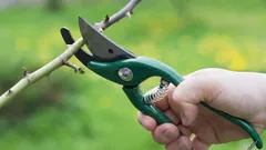 Viisi kasvia, jotka kannattaa ehdottomasti leikata maaliskuussa, jotta ne kukkivat runsaasti