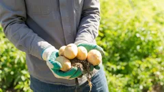 Mikä perunalajike on paras muusiin: aromaattinen, jauhoinen ja keittyy hyvin pehmeäksi