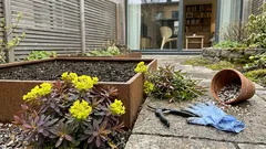 Kultatyräkki ’Bonfire’ hehkuu keväästä syksyyn – ja yksi turvallisuusasia, joka kannattaa muistaa