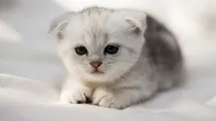 10 syytä, miksi sinun pitäisi hankkia kissa