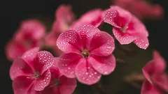 Mitä istuttaa maaliskuussa: 6 monivuotista kasvia, jotka kasvavat hyvin keväällä