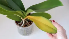 Miksi orkideat kellastuvat: merkit ja tehokkaat keinot ongelman ratkaisemiseksi