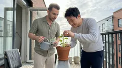 Yksi nipsaisu oikeaan aikaan – kolmen lehden sääntö, joka tekee petuniasta tuuhean