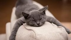 Sano hyvästit lemmikkien karvoille: somesta lähtenyt trendi, joka tekee kodistasi puhtaamman