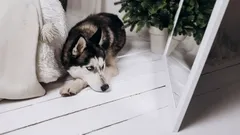 Harva tietää: miksi koirat eivät tunnista itseään peilistä