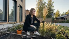 Kun aurinko laskee: koristeheinä, joka saa perennapenkin hehkumaan