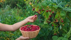 Vadelma yllättää iloisesti marjojen runsaudella ja maulla: sinun kannattaa tietää lannoituksesta, jos haluat hyvän sadon