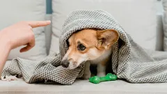 Miksi koiran moittiminen on turhaa: joka toinen omistaja tekee tämän virheen