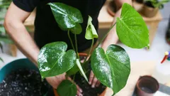 Puutarhauutiset: parhaat vinkit huonekasvien terveyteen ja elinvoimaan