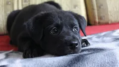 Mitä koira ajattelee ja tuntee, kun jätät sen yksin kotiin