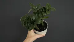 ZZ-kasvin kastelu oikein: vältä yleisin virhe ja pidä lehdet kiiltävinä