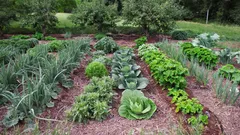 Älä enää koskaan heitä vanhoja sukkia pois: niistä on hyötyä puutarhassa ja kasvimaalla