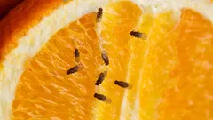 Hyvästi hedelmäkärpäset – näin pääset niistä eroon yksinkertaisella kotikonstilla