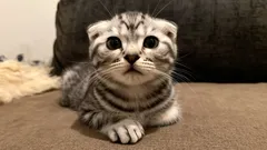 Nämä kissat rakastavat omistajiaan – kolme hellyydenkipeintä rotua lapsiperheille