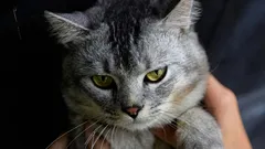 Miksi kotikissa ei pidä muiden kissojen läsnäolosta? Asiantuntijat nimesivät 6 mahdollista syytä