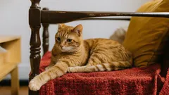 10 syytä, miksi sinun kannattaa hankkia kissa