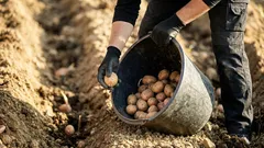 Näin parannat perunan istutuskuoppaa: 5 luonnollista lisäystä parempaan satoon