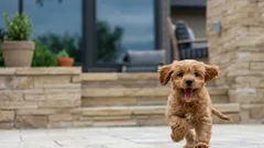 Mielenkiintoisia faktoja koirista: tiesitkö, että koiran luonne vaikuttaa elinikään?