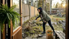 Saarnivaahtera pihassa? 1.3.2026 kiristyvät velvoitteet – ja miksi torjunta kannattaa aloittaa nyt